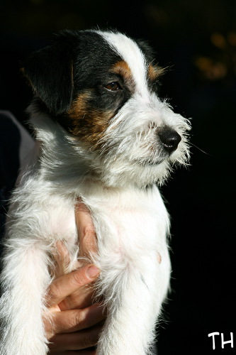 100926_romeo 4 kk2.jpg - Romeo 4 kk